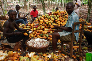 Cocoa farmers