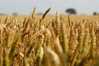 Supply chain of grains have been impacted by the Russia-Ukraine war