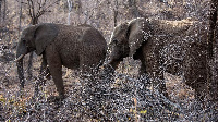 A number of elephants were seen crossing into Ghana