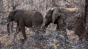 A number of elephants were seen crossing into Ghana