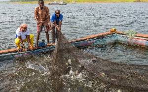 Fish Galamsey