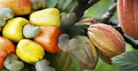 Cashew farmers are currently being paid low profits