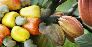 Cash Crop Cashew Cocoa