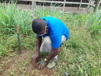 Frank Annoh Dompreh, the Member of Parliament for Nsawam-Adoagyiri  planting a tree