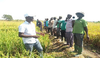 SARI and CRI introduced to farmers, three improved rice varieties