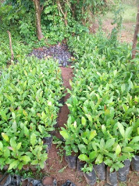 cashew seedlings