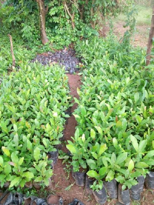 Cashew Seedlings.jpeg