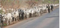 Fulani Herdsmen