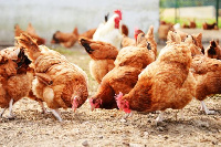 The price of poultry feed keeps going up