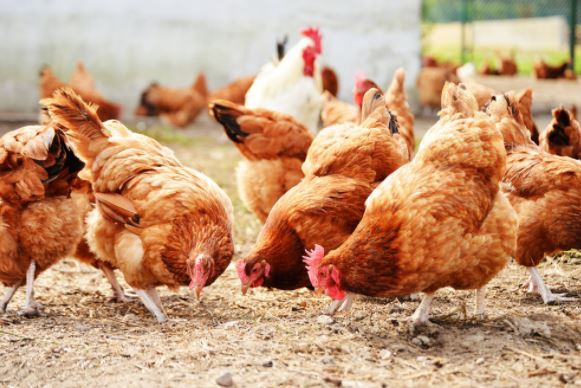 The avian influenza was detected in two poultry farms