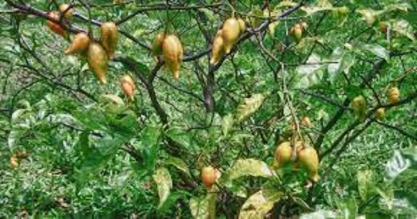 The Ibogaine plant