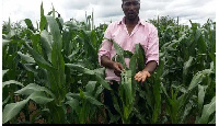 Workers of NADMO have expressed readiness to deal with the invasion of army worms on various farms