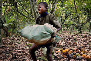 Child Labour Cocoa