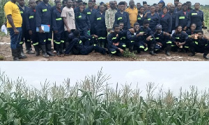 Rice Maize Harvest NSS