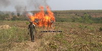 10 persons were arrested by the task force of the Forestry Commission