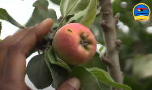 A photo of the apple tree bearing fruit