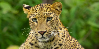 Leopards normally lurk in rocky areas or dense riverine bush