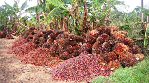 Palm Plantation