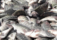 Tilapia farm