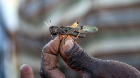 A spokesman for the airline confirmed that the plane was diverted by the swarm of insects