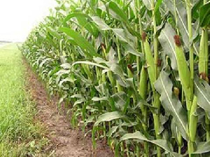 Maize Farmers