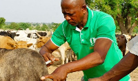 Government is recruiting 1100 veterinary extension officers