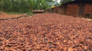 File photo of cocoa beans