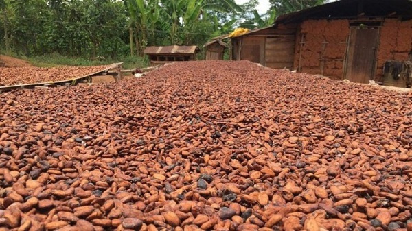 Cocoa beans