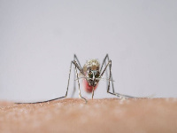 Pupils will be educated on malaria prevention methods