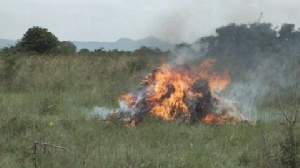 Over 500kg of marijuana was destroyed in the exercise