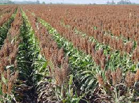 File photo: Sorghum field