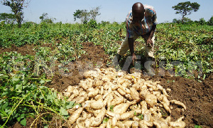 Farming 703x422