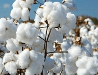 Cotton also dropped up slightly and stood at +0.02