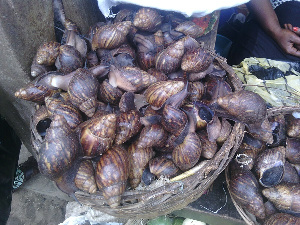 Snails take up to two years to mature for the market