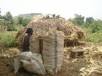 Ghana loses about 318514 tonnes of maize annually to post-harvest losses