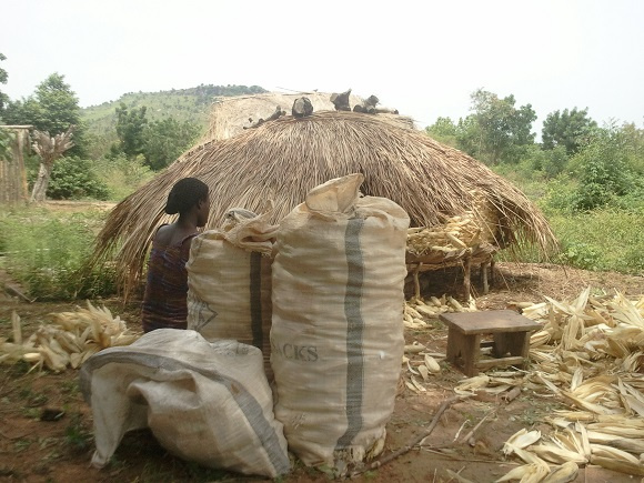 Ghana loses about 318514 tonnes of maize annually to post-harvest losses