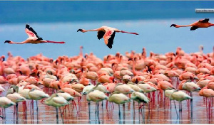 Flamingo Lake