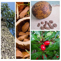 Some of these medicinal plants can be found at the Bunso Eco Park in Eastern Region