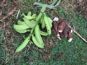 File photo: Plantain and cassava