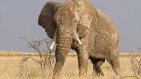 The use of elephants dung as a cure has not been scientifically tested