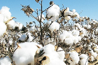 Cotton dropped on the market today to sell at a unit price of 0.00