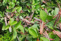 Desert locusts are pictured in Gurar, Wajir North