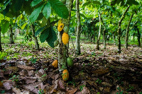 A cocoa farm