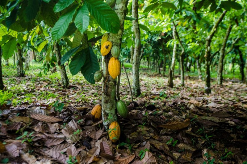 The Cocoa Farmers Pension Scheme is akin to a tier 3 pension