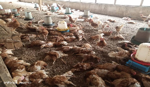 The outbreak has rendered many poultry farmers jobless