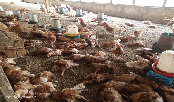 The outbreak has rendered many poultry farmers jobless