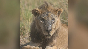 Loonkiito the lion was killed at the age of 19 by a livestock owner