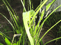 Armyworm outbreak in northern Namibia