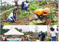 Teak has high medicinal value and served as protector of forest animals of all kind