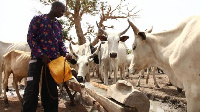 A Fulani herdsman waters his cattle